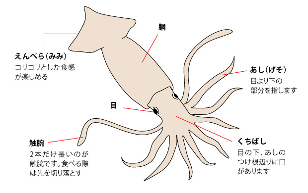 いかの料理辞書 Katsuyoレシピ カツ代の家庭料理 食材別の切り方や保存方法 料理用語など