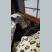 犬屋敷さん
