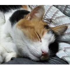 うま好き爺さん
