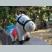 白毛のなかまたちさん