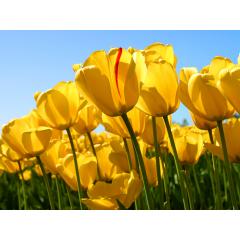 Tulip20/36さん