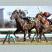 ただの競馬素人さん