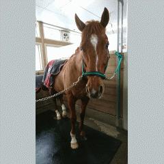 三毛鯖美さん